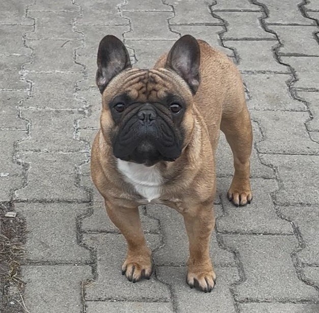 Adonis francouzský buldoček