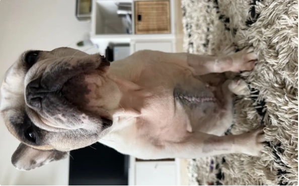 Betty francouzská buldočka